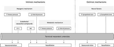 Maturation of Intestinal Oxygenation: A Review of Mechanisms and Clinical Implications for Preterm Neonates